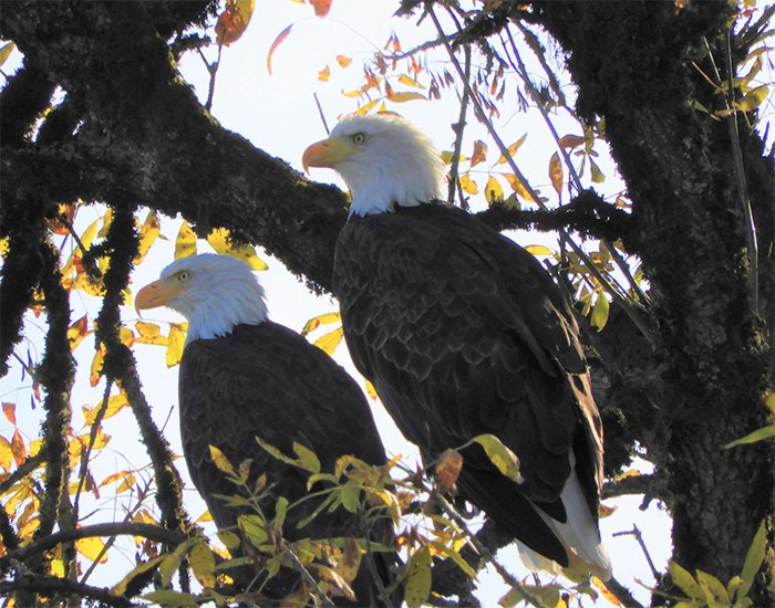 Eagle, St. Cloud Recreational Area, Washington