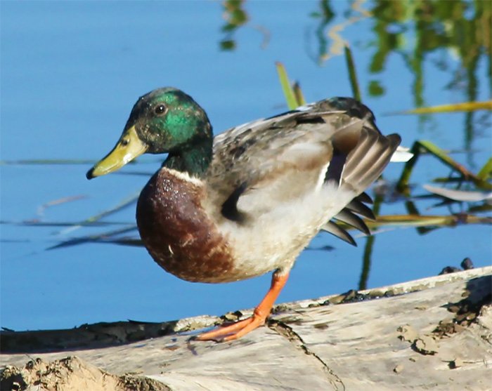 Mallard, Steigerwald Wildlife Refuge, Washington