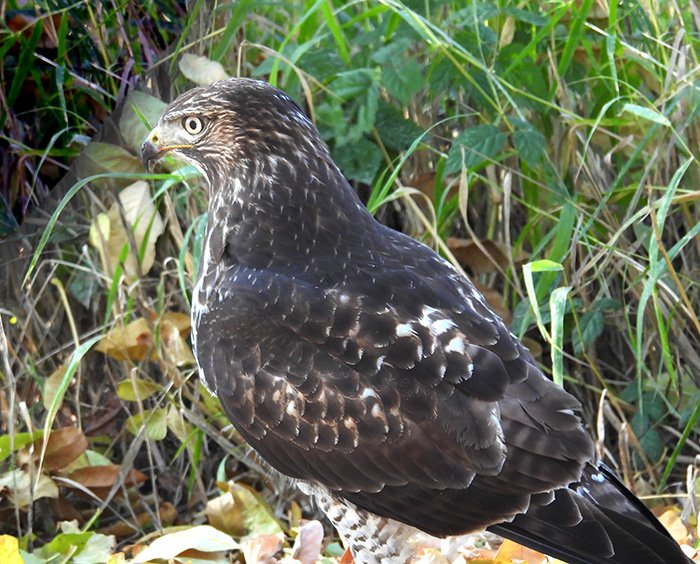 Hawk, Ridgefield Wildlife Refuge, Washington