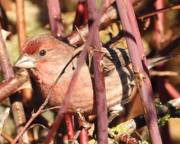 Male House Finch, Wildlife Botanical Garden, Washington