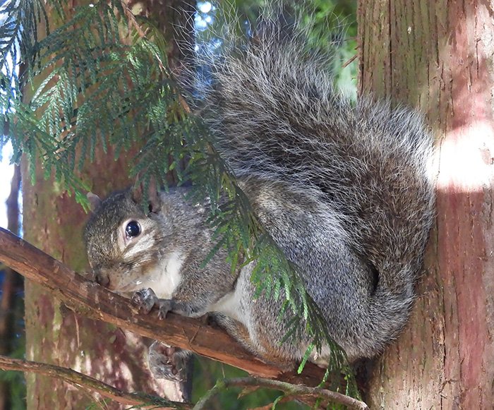 Squirrel, Tualatin Hills Nature Park, Oregon