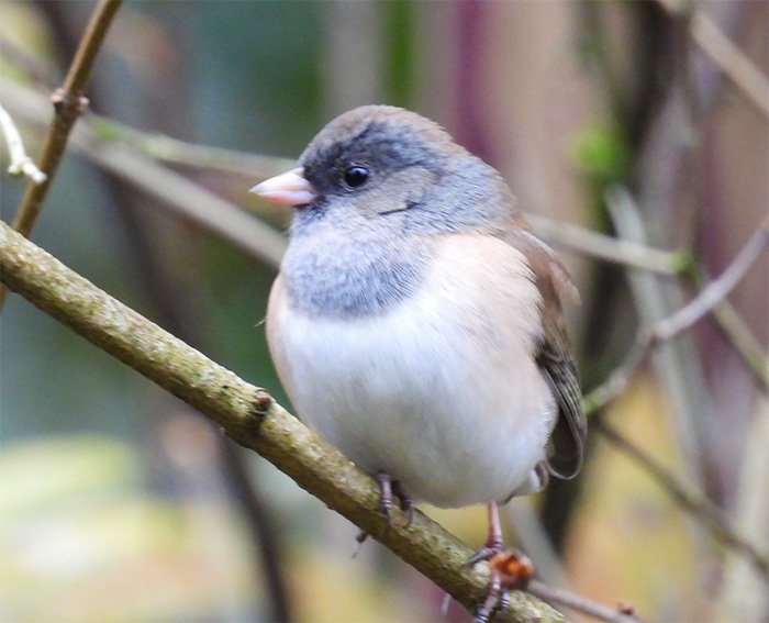 Dark-Eyed Junco, Wildlife Garden, Washington
