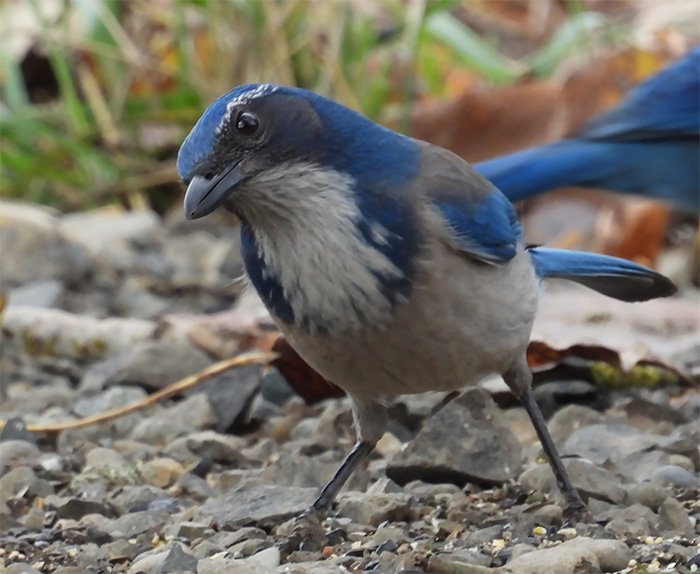 Scrub Jay, Wildlife Botanical Garden, Washington