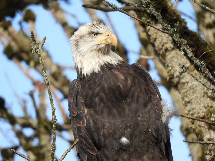 Bald Eagle, Columbia River Gorge, Washington