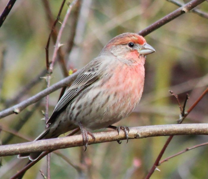 House Finch, Wildlife Botanical Garden, Washington
