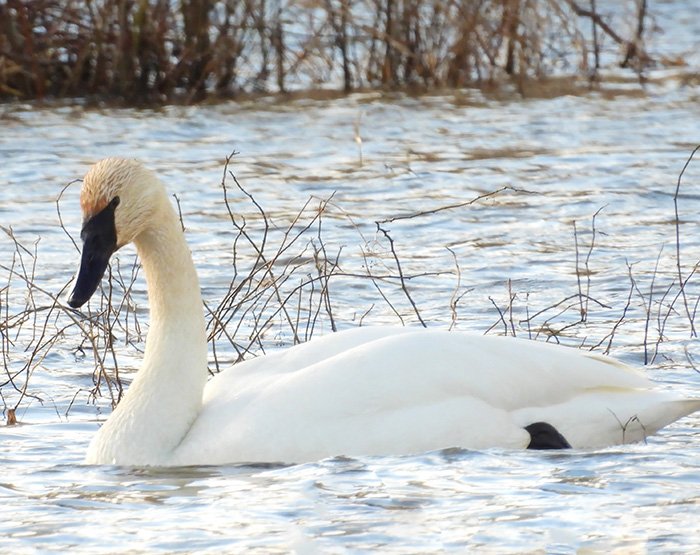 Swan, Ridgefield Wildlife Refuge, Washington