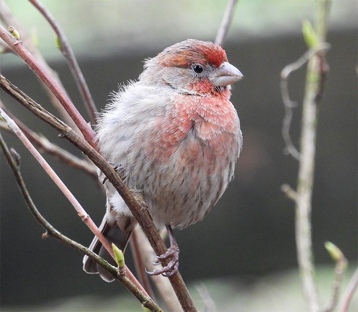 House Finch, Tualatin Hills Nature Park, Oregon