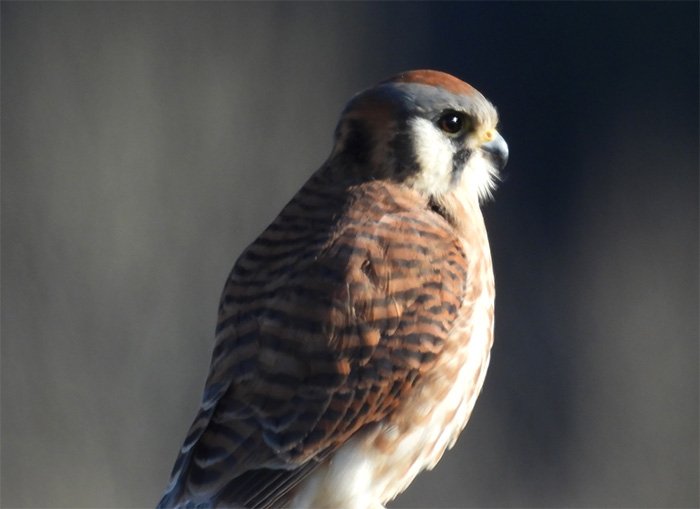 Kestrel, Columbia River Gorge, Washington