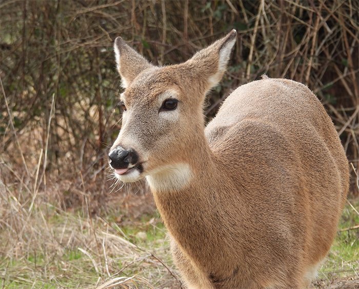 Deer, Ridgefield Wildlife Refuge, Washington
