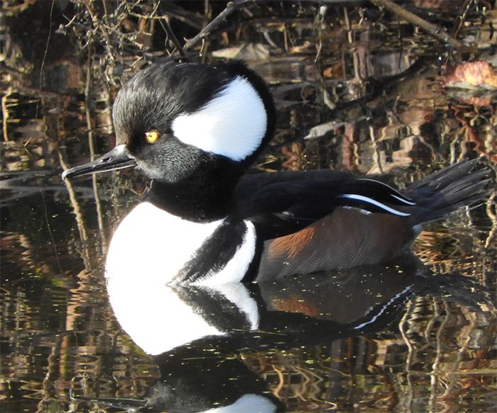 Male Hooded Merganser, Tualatin Hills Nature Park, Oregon