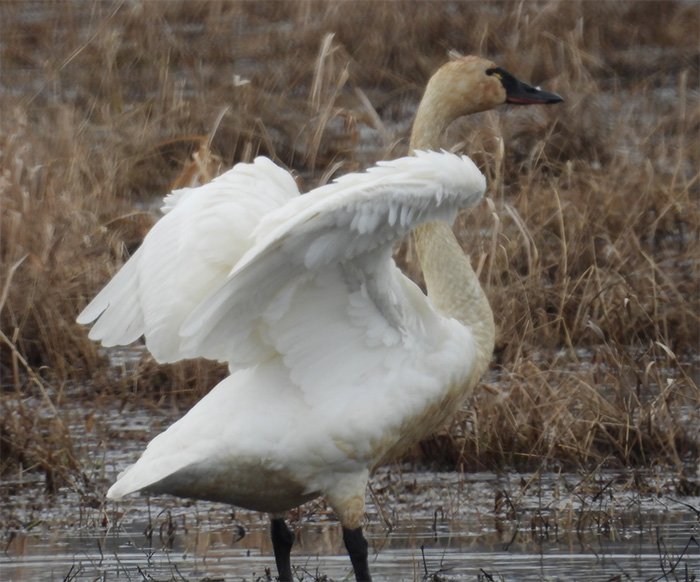 Tundra Swan, Ridgefield Wildlife Refuge, Washington