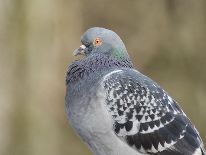 Rock Pigeon, Ridgefield Wildlife Refuge, Washington