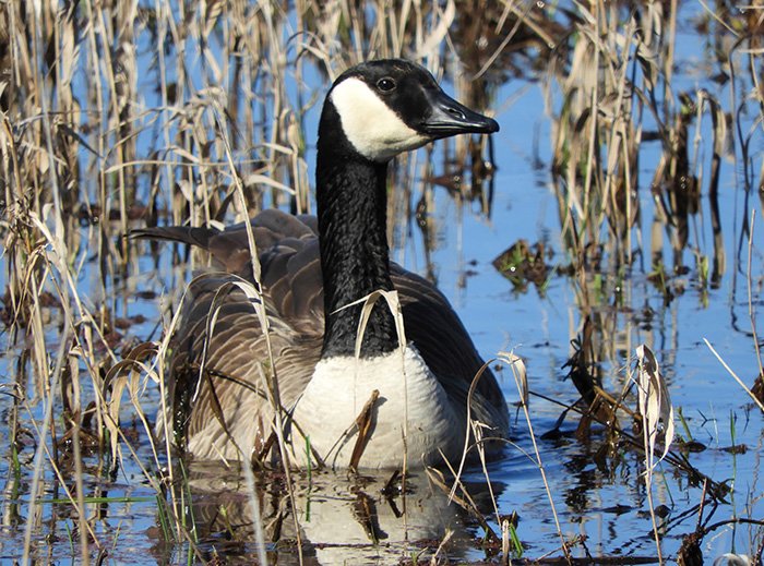 Canada Goose, Fallen Leaf Lake Park, Washington