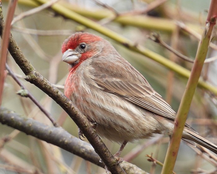 House Finch, Wildlife Botanical Garden, Washington
