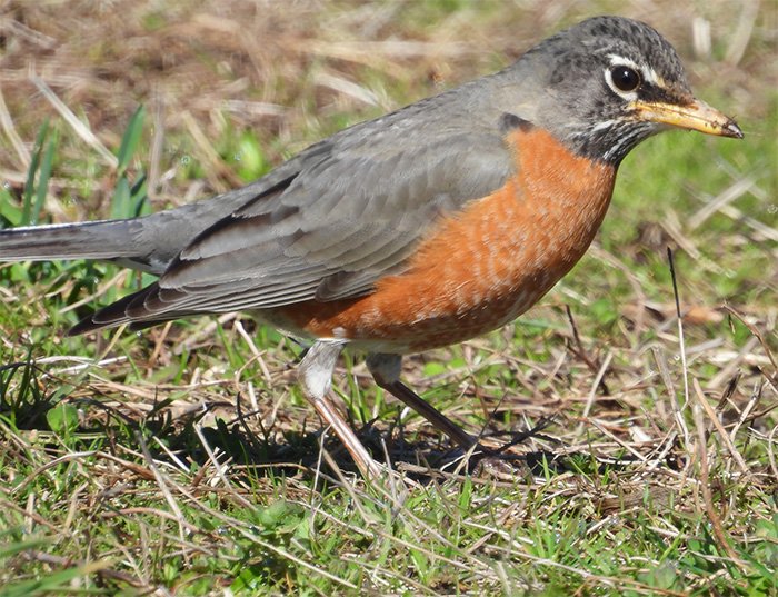 Robin, Wildlife Botanical Garden, Washington