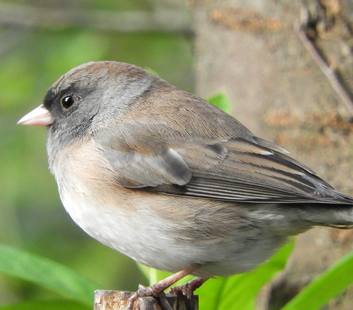 Dark-Eyed Junco, Neighborhood, Washington