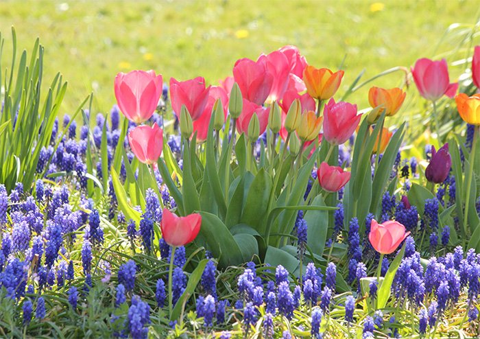 Spring Flowers, Neighborhood, Washington