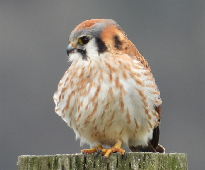 Kestrel, Columbia River Gorge, Washington