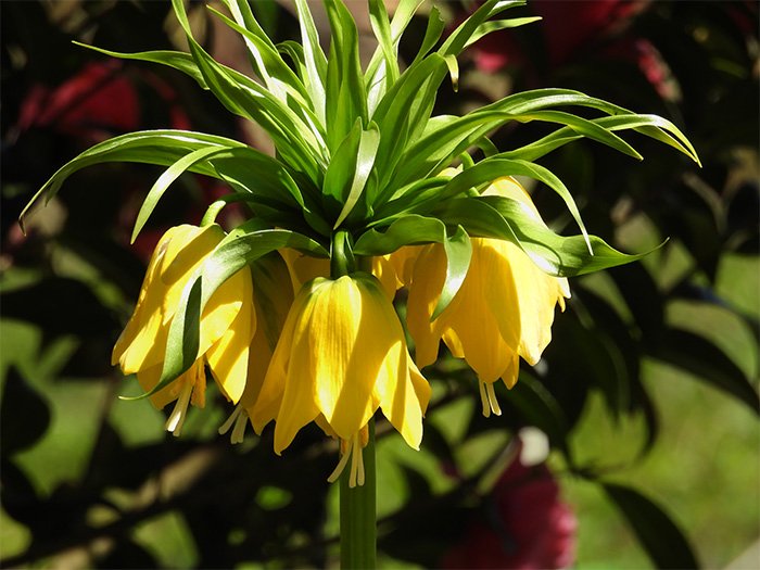 Lutea Yellow Fritillaria, Elk Rock Garden, Oregon