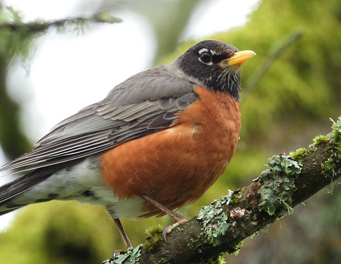 Robin, Ridgefield Wildlife Refuge, Washington