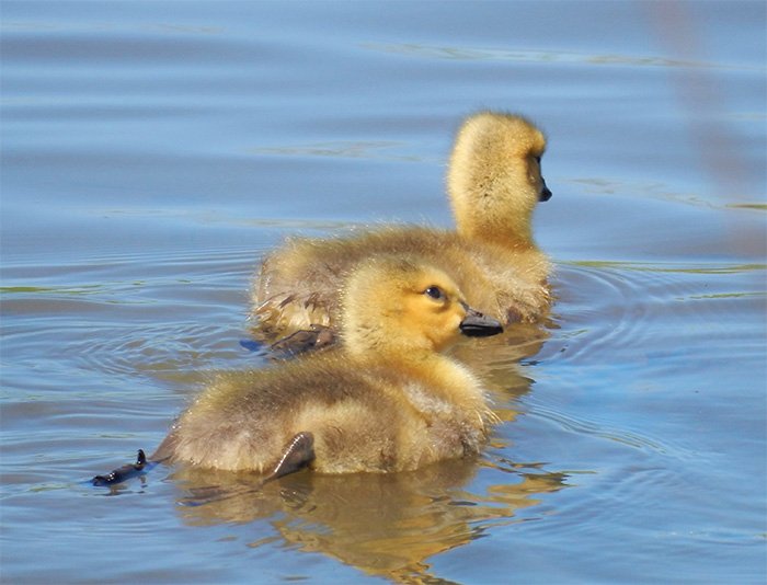 Goslings, Ridgefield Wildlife Refuge, Washington