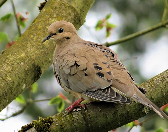 Dove, Wildlife Botanical Garden, Washington