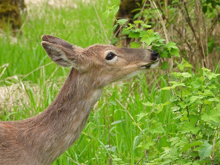 Deer, Ridgefield National Wildlife Refuge, Washington