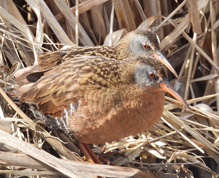 Virginia Rails, Kiwi Trail, Washington