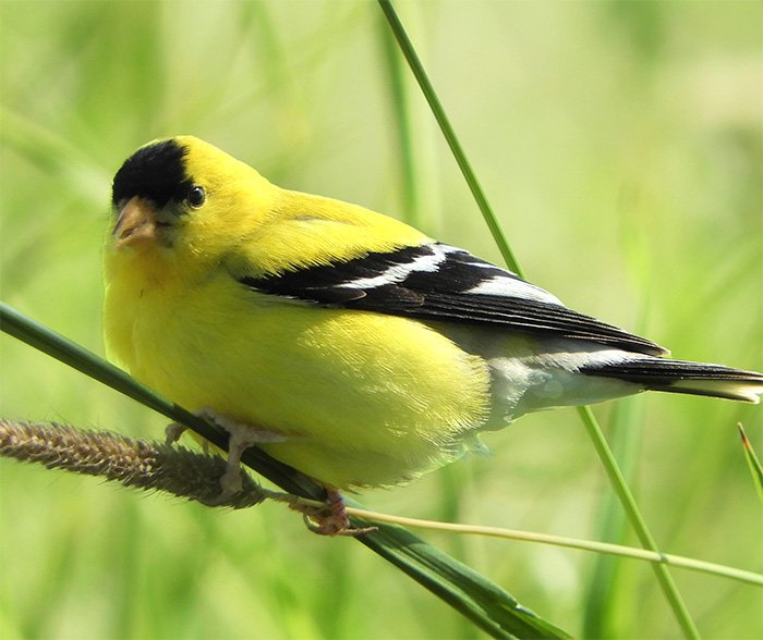 American Goldfinch, Ridgefield Wildlife Refuge, Washington