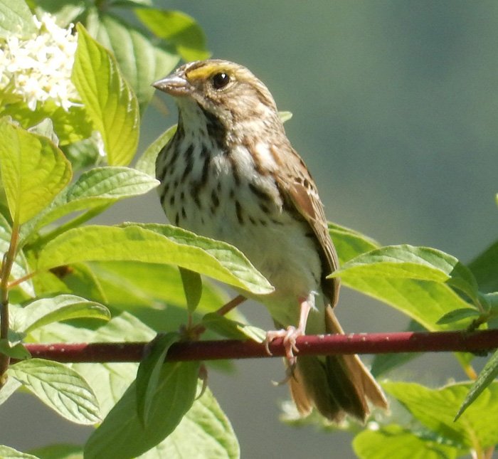 Savannah Sparrow, Tualatin Hills Nature Park, Oregon