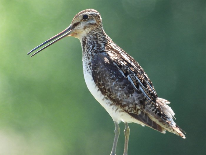 Wilson's Snipe, Kiwa Trail, Washington