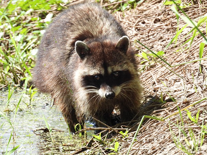 Raccoon, Ridgefield Wildlife Refuge, Washington