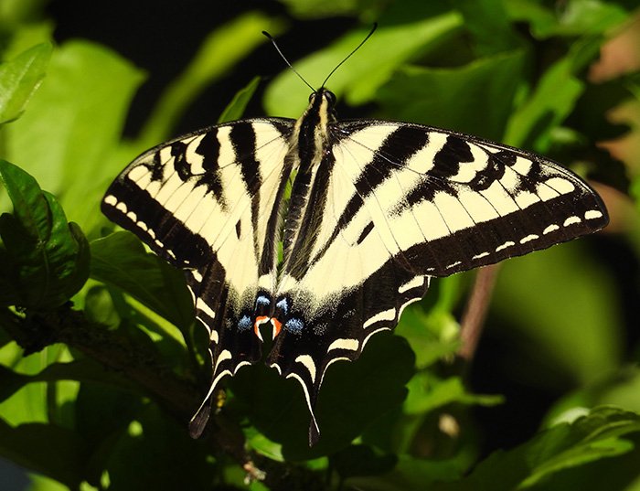 Swallowtail Butterfly, Clark County, Washington
