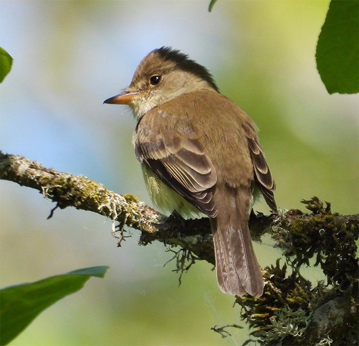 Western Wood-Pewee, Ridgefield Wildlife Refuge, Washington