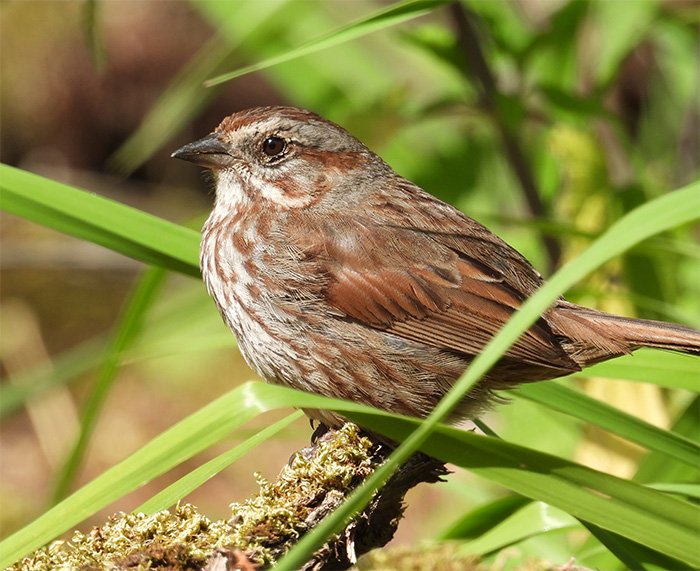 Song Sparrow, LaCenter Bottoms, Washington
