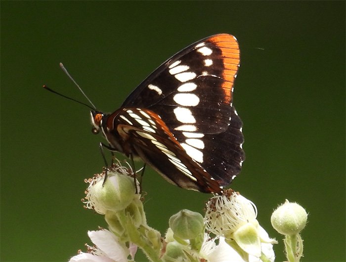 Admiral Butterfly, LaCenter Bottoms, Washington