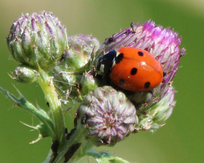 Ladybug, Kiwa Trail, Washington