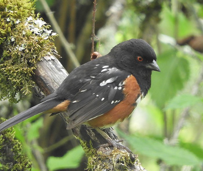 Towhee, Lewisville Park, Washington