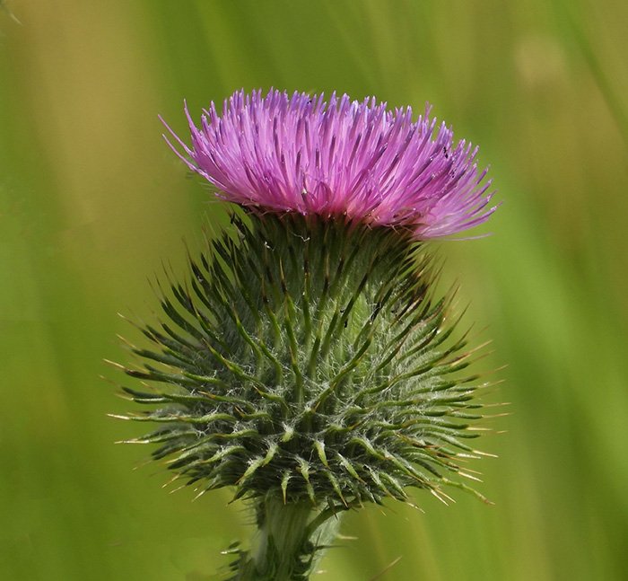 Thistle, Kiwa Trail, Washington