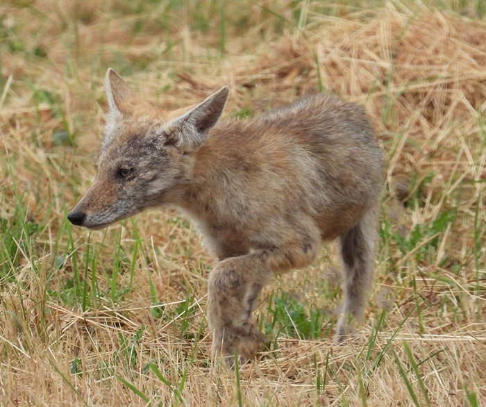 Coyote Pup, Ridgefield Wildlife Refuge, Washington