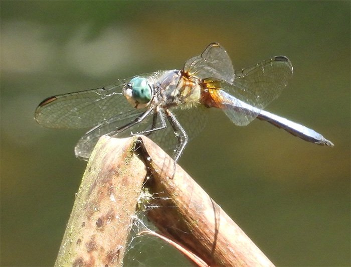 Dragonfly, Elk Rock Garden, Oregon
