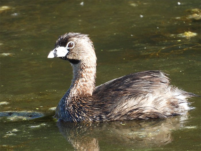 Pied-Billed Grebe, Ridgefield Wildlife Refuge, Washington