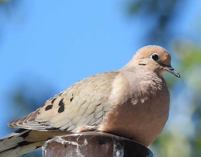 Dove, Ridgefield Wildlife Refuge, Washington