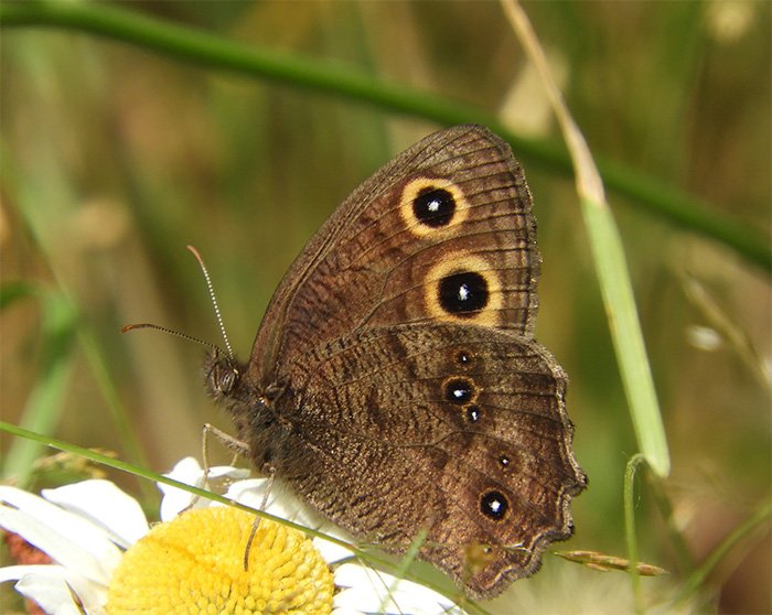 Butterfly, Elk Rock Garden, Oregon