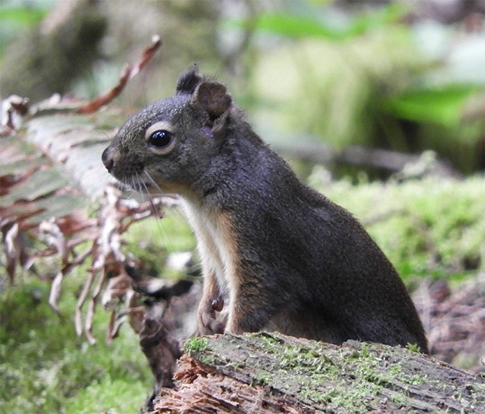Douglas Squirrel, Morgan Creek, Washington