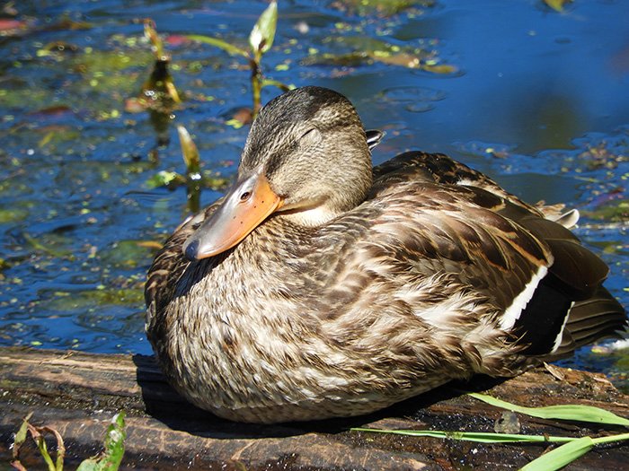 Female Mallard, Tualatin Hills Nature Park, Oregon