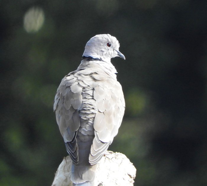 Dove, Kiwa Trail, Washington