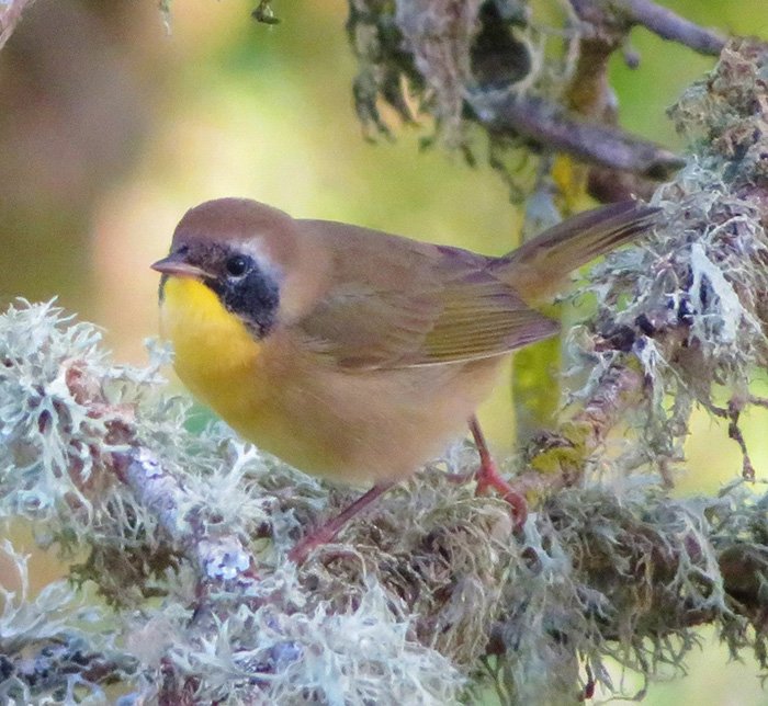 Common Yellowthroat, Steigerwald Wildlife Refuge, Washington