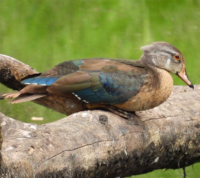 Female Wood Duck, Ridgefield Wildlife Refuge, Washington