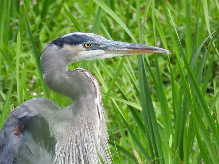 Great Blue Heron, Local Wetland, Washington